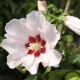 Hibiscus  syriacus Mathilde C3